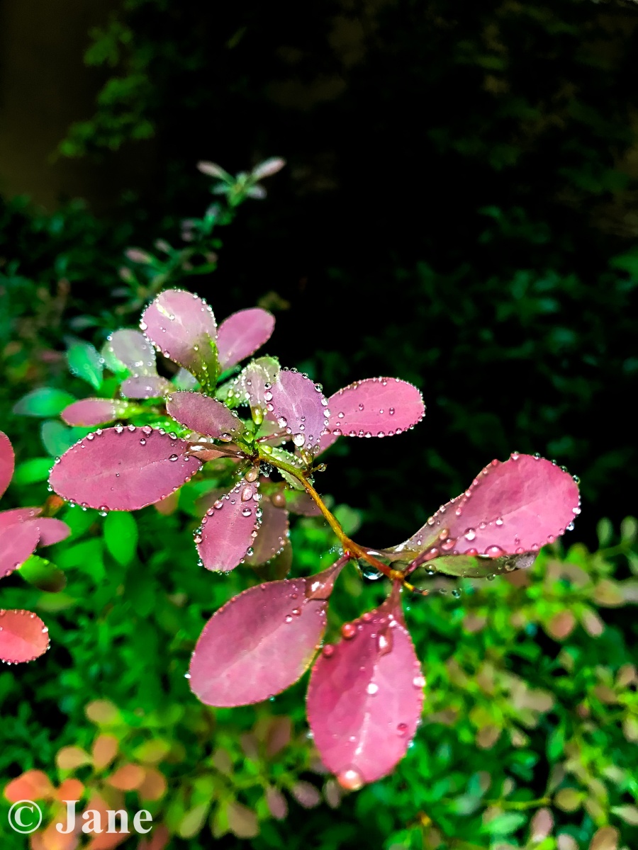 百度百科信息显示,该植物为落叶灌木,枝丛生,幼枝紫红色或暗红色,老枝