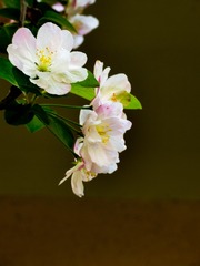 152040