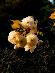 152033
