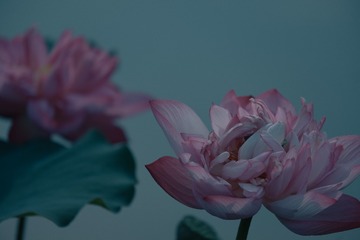 461B5F6B-40D9-4215-A4FE-899E6F9CD391/L0/001