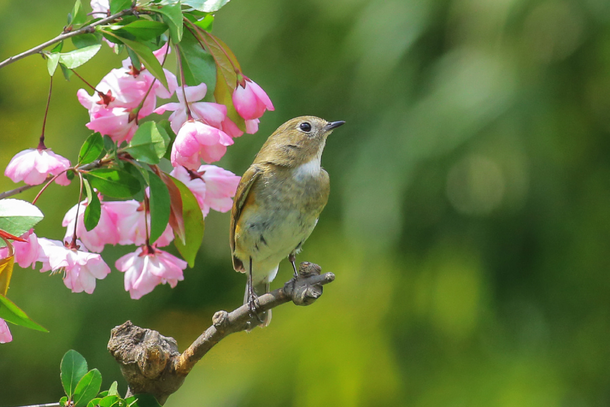 花鸟图—摄于森林公园