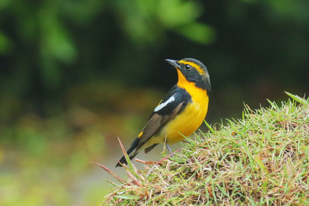 南汇嘴—一组黄眉姬鹟