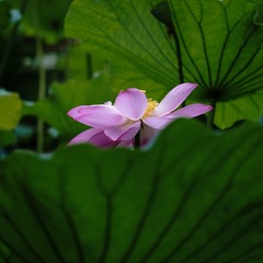 DSC02821a