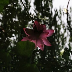 DSC02825a