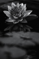 DSC02892a