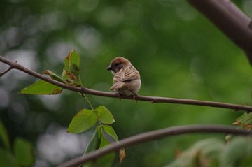 IMGP4552.JPG