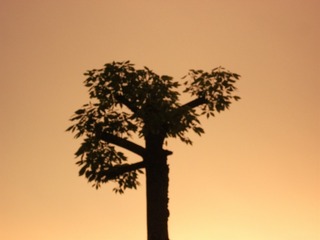 6A8C0BF9-C8EA-4844-A9F7-CE80EE319650/L0/001