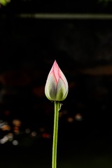 35D9CF13-CB3A-42FF-877C-0109FB86FA58/L0/001
