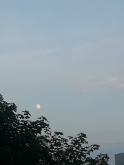 2443886