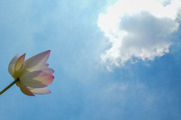 1120077