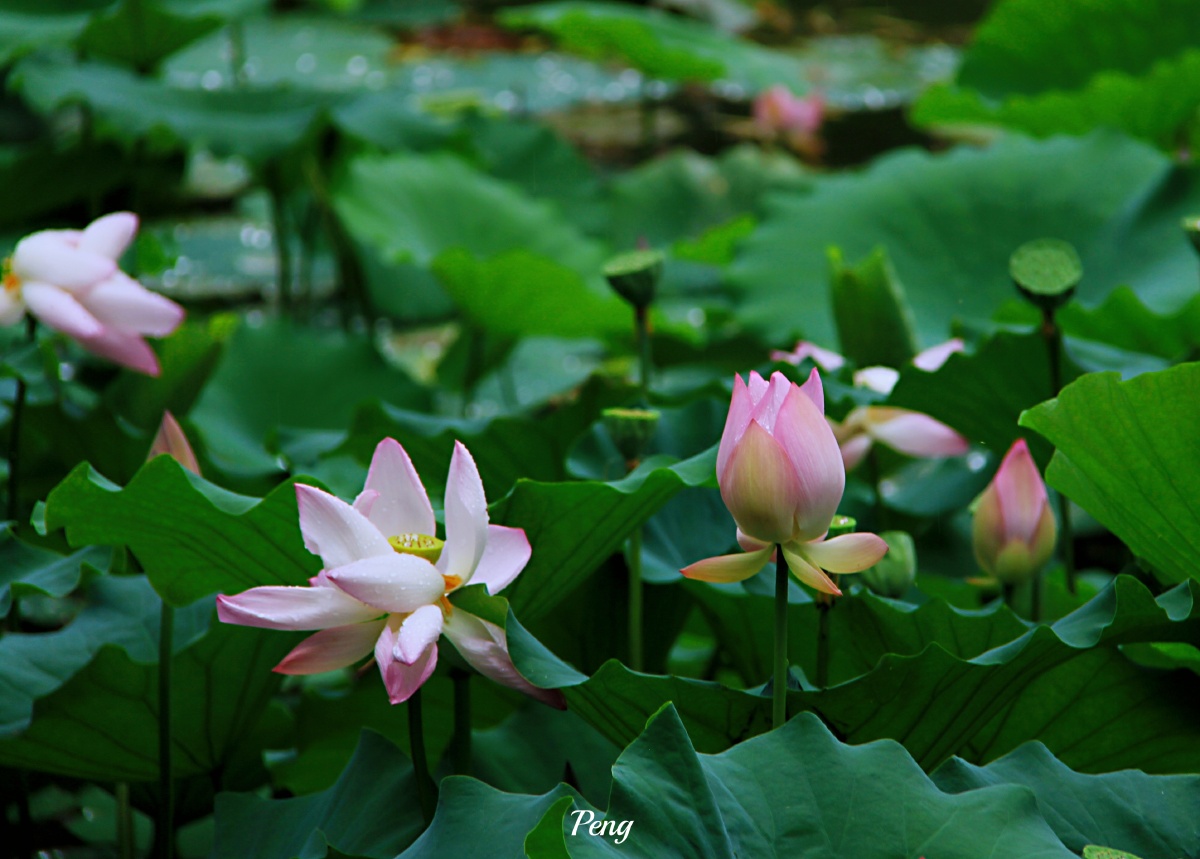 鱼窥荷92 - 道任 - 图虫