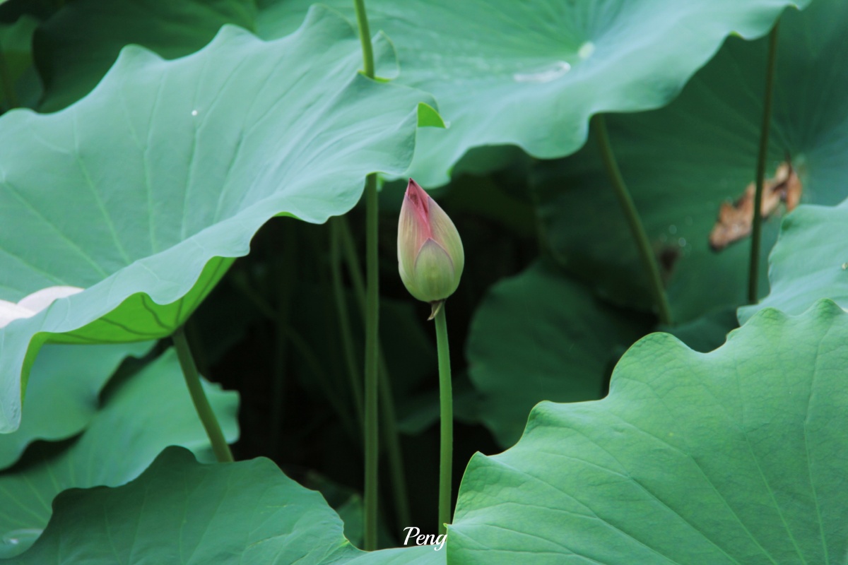 鱼窥荷92 - 道任 - 图虫