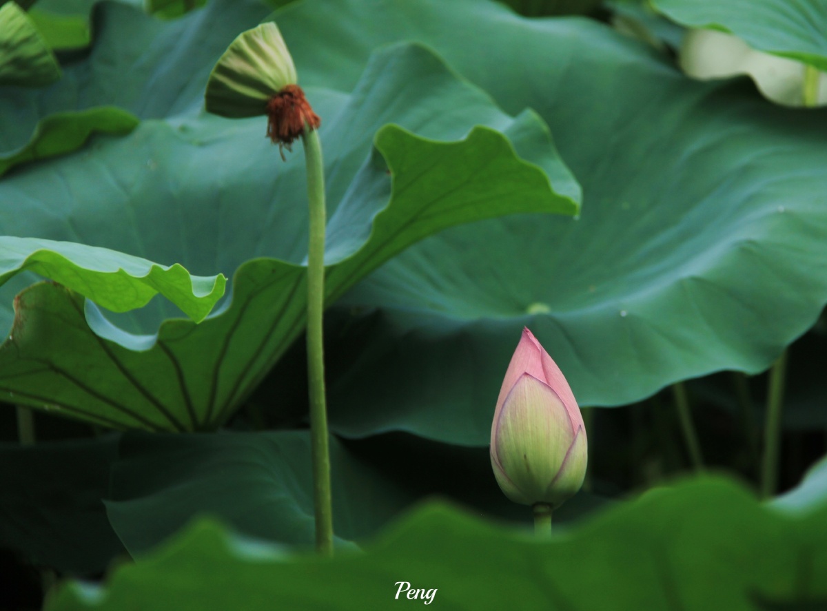 鱼窥荷92 - 道任 - 图虫