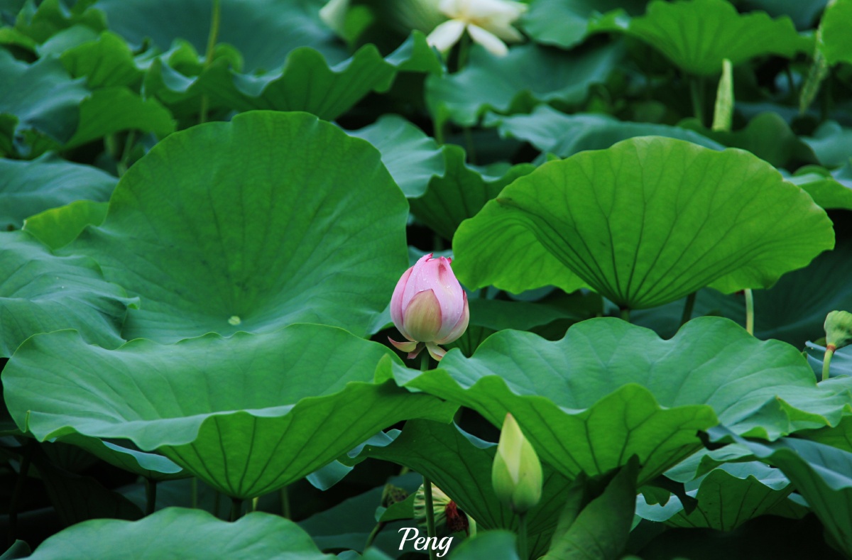 鱼窥荷92 - 道任 - 图虫