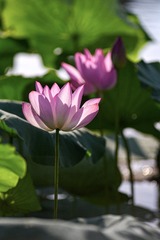 70B81342-184F-4CD4-A74E-C51902E05D58/L0/001