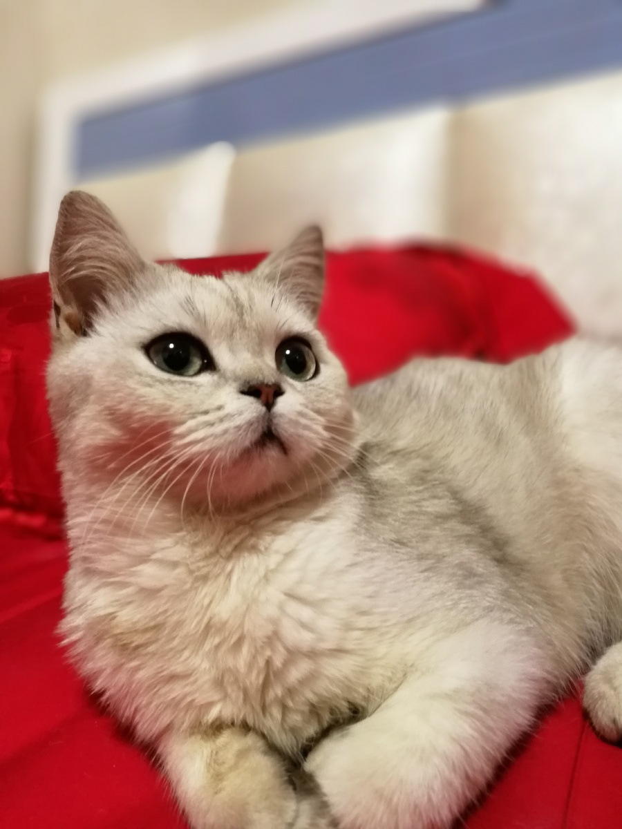 兽兽在卖萌 - 那一瞥波纹 - 图虫