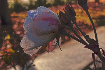 056539B0-2E6E-41BA-A7C5-0ECC11B1D679/L0/001