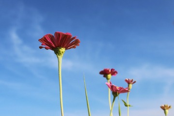 16095