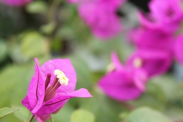 西郊园艺超市 041.JPG