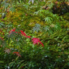 2563E532-6B3B-4431-AB85-80F1396D59AB/L0/001