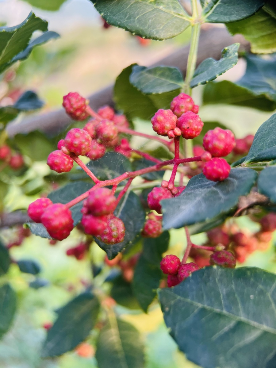 甘肃陇南花椒 - 芭莎摄影13年 - 图虫