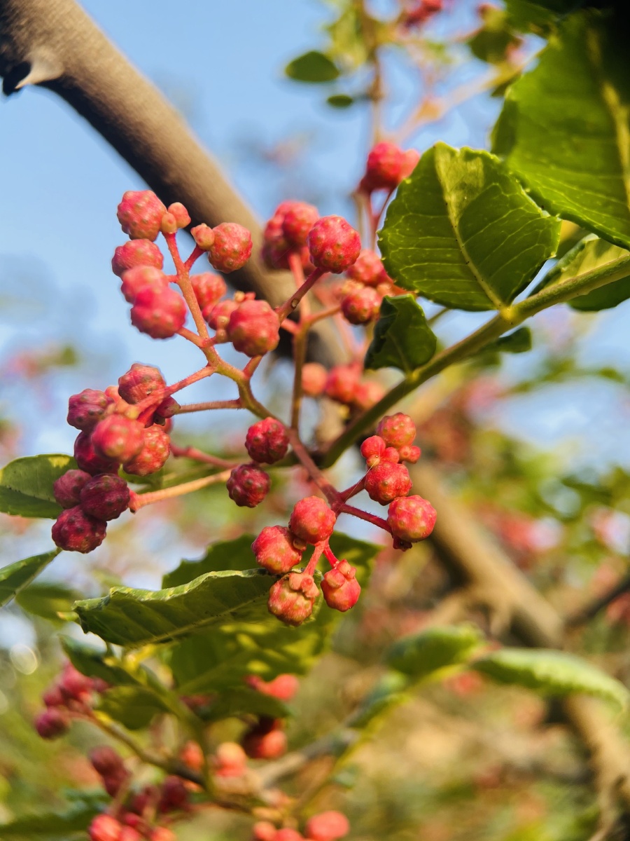 甘肃陇南花椒 - 芭莎摄影13年 - 图虫