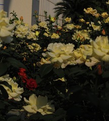 A05DEA79-167A-4AE1-8034-3EA15176A00C