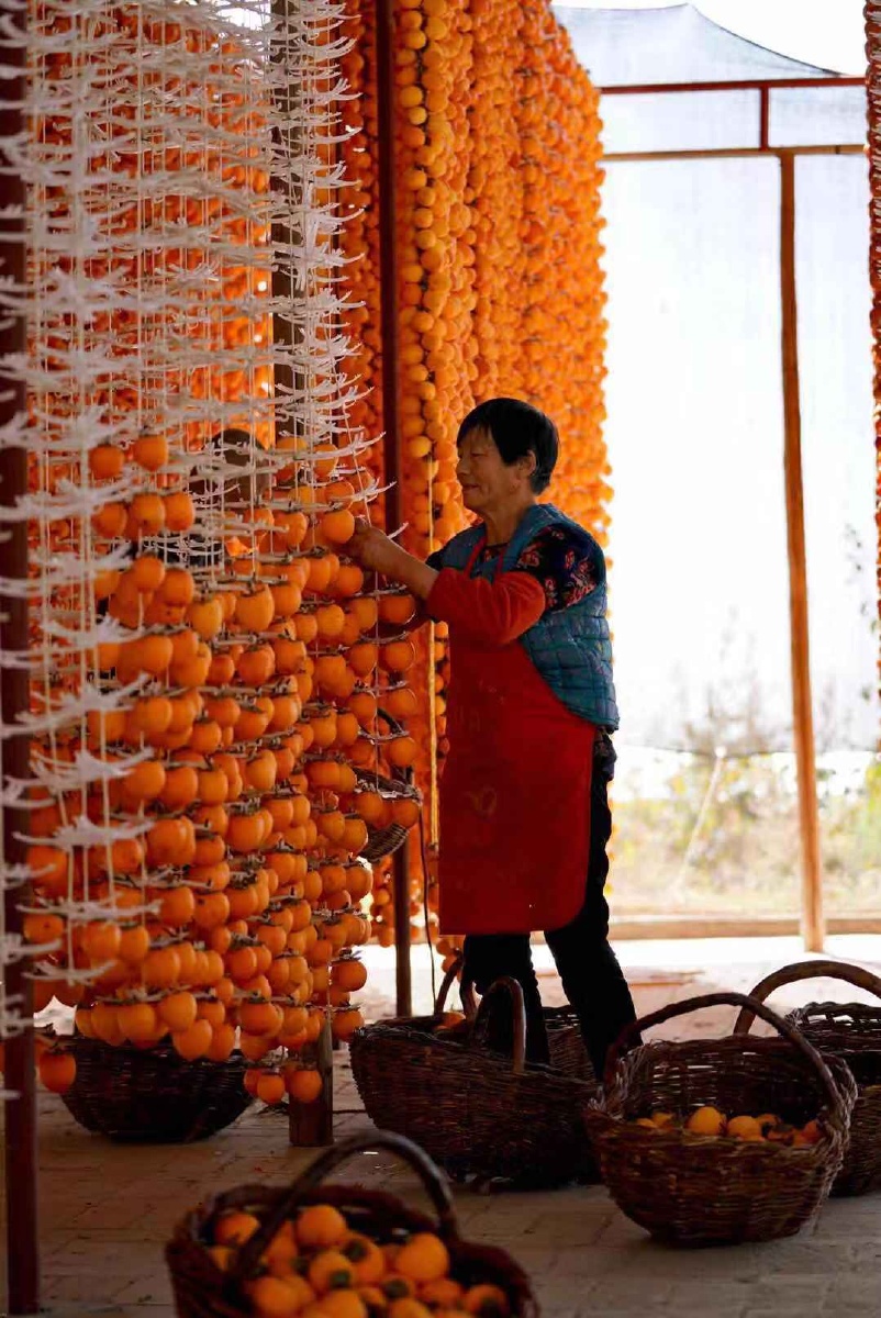 富平盛产柿子,每年柿子熟了的季节,是家家户户最忙碌的时候,摘柿子,削