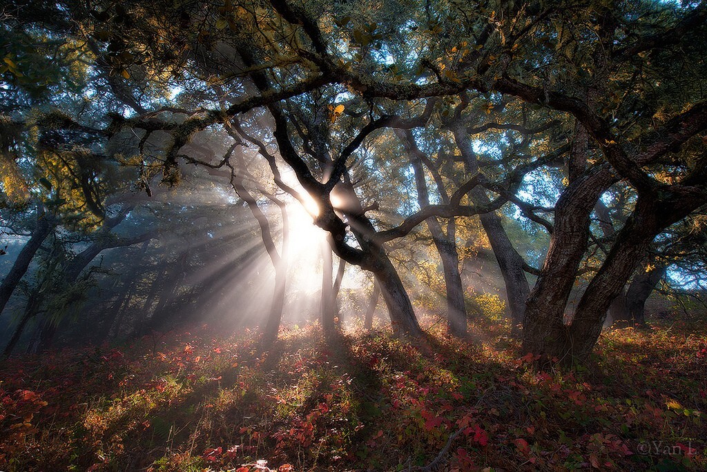 摄于加州大瑟尔八月的一个美丽清晨。  其实是去拍银河的，前景是弥漫山谷的雾，但雾不够高，真的是无心插柳柳成荫，在下山的路上碰到这样的美景。 F22，0.5秒，ISO50， 包围曝光拍出三张不同的曝光的照片，最后在Photoshop手动用图层蒙版刷出自己想要的部分。 为了有一种朦朦胧胧的效果，后期用了梦幻柔焦（Orton Effect）效果。这个效果网上很多教程，搜一下就可以了。 如果你有Nik的插件，也可以用柔焦效果。前面的红色的叶子是posion oak(中文是毒葛），看上去很漂亮吧，但是碰不得.<br />
