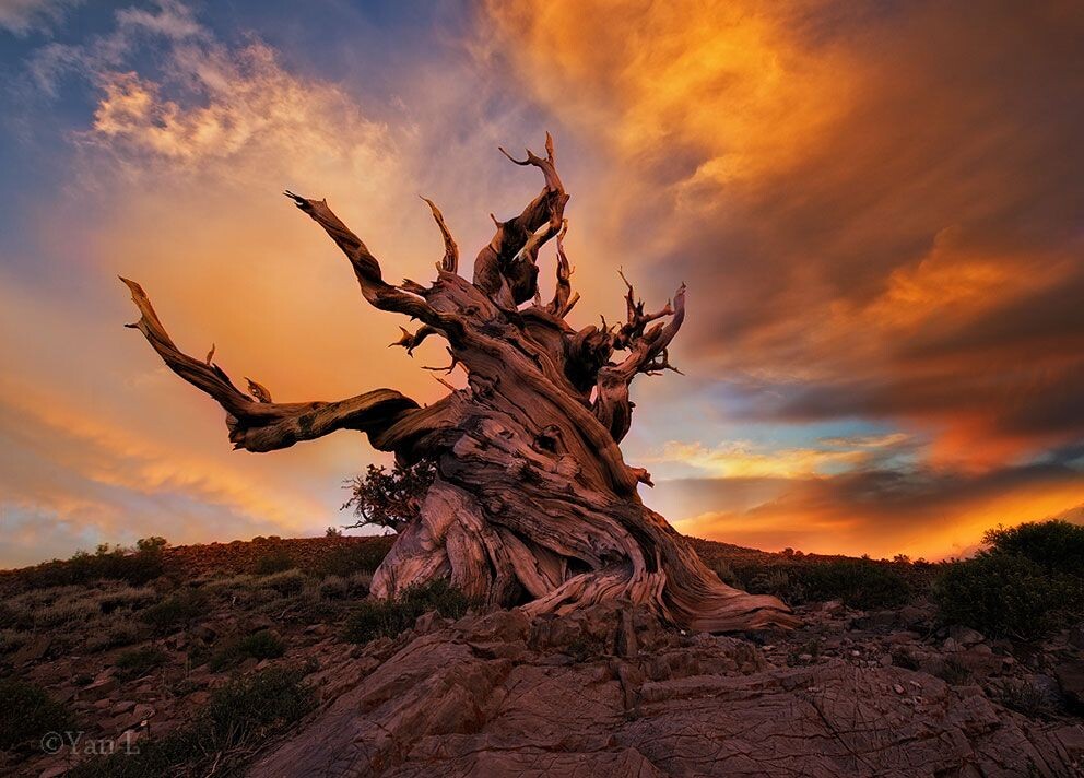 光阴的故事<br />
这是被认为世界上最古老的树，狐尾松，树龄超过任何活的有机物。 这树生长在加州Inyo国家森林公园的山顶上。
