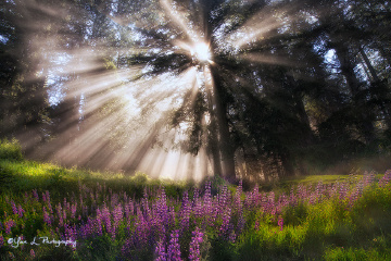 Lupine