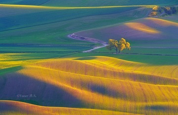 loneTree1_cropped.jpg