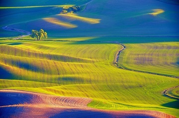 loneTree3.jpg