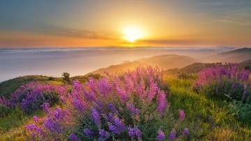 山顶的鲁冰花