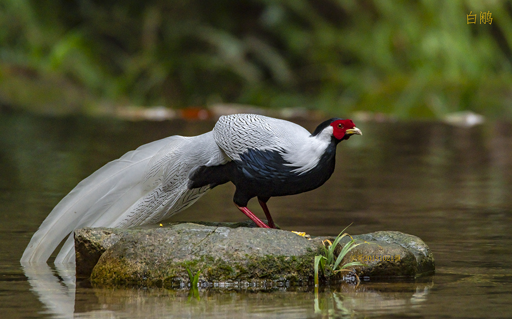 白鹇～摄于广东韶关市乳源县南岭国家森林公园附近山里 - 侯哥229