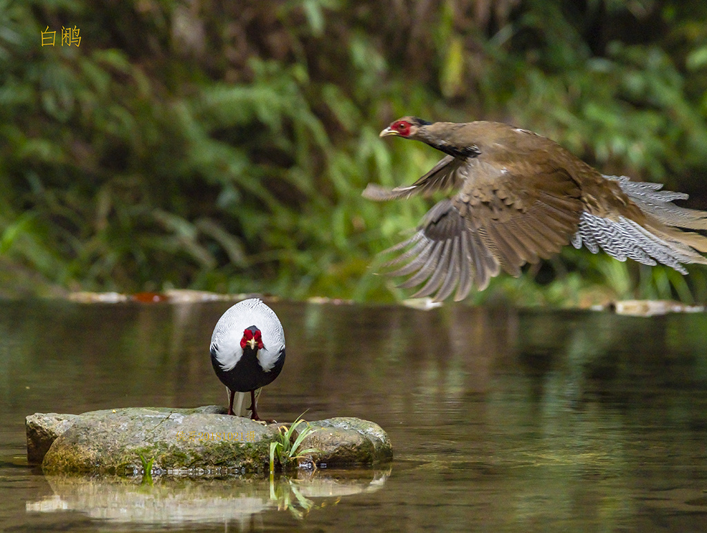 白鹇～摄于广东韶关市乳源县南岭国家森林公园附近山里 - 侯哥229