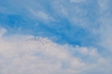 0FC94BD5-D7F3-4B9C-86CE-C5736FDD65D6/L0/001