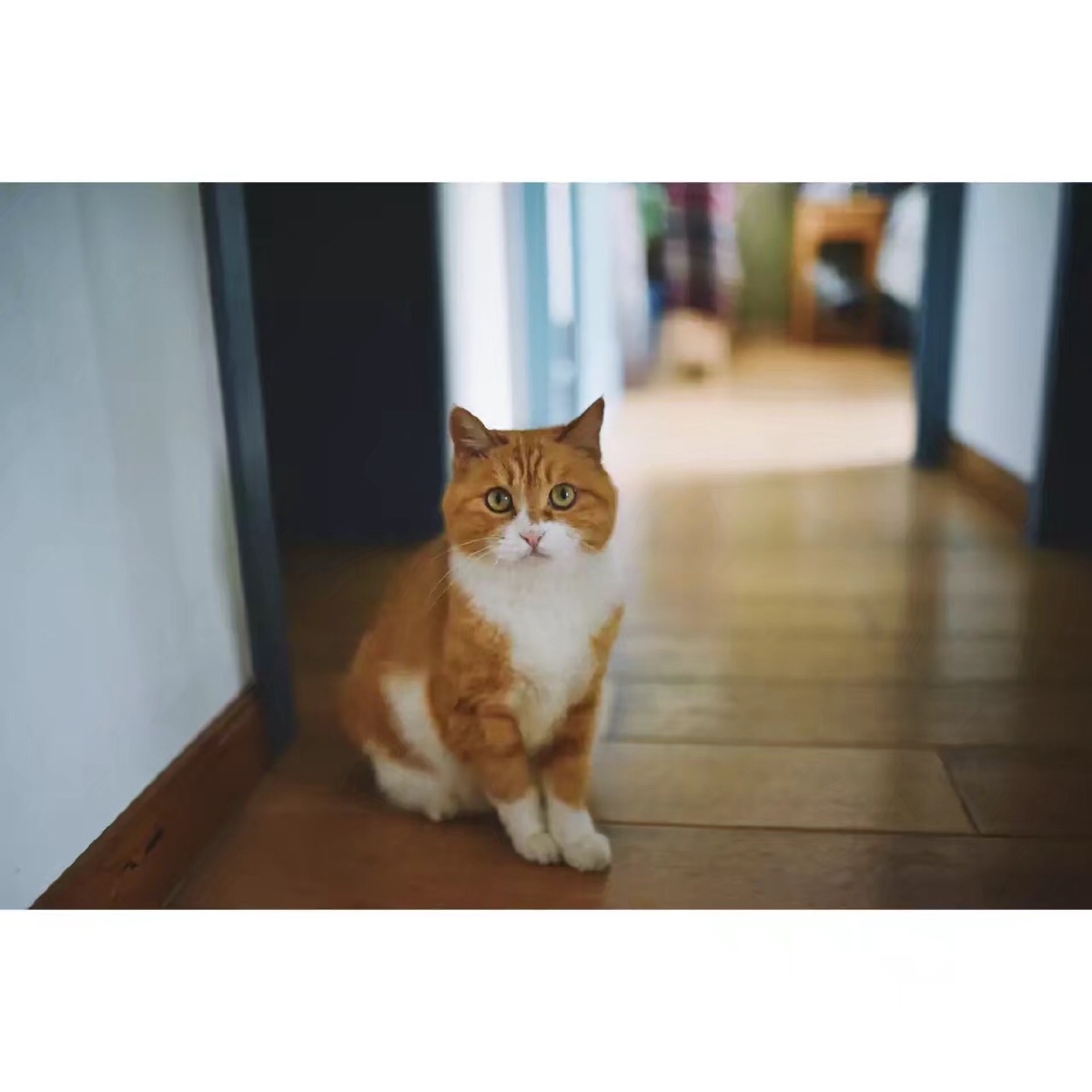 橘猫也有小可爱 - 是小能不是小熊 - 图虫网 - 最