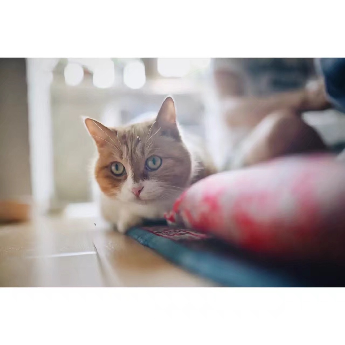 橘猫也有小可爱 - 是小能不是小熊 - 图虫网 - 最