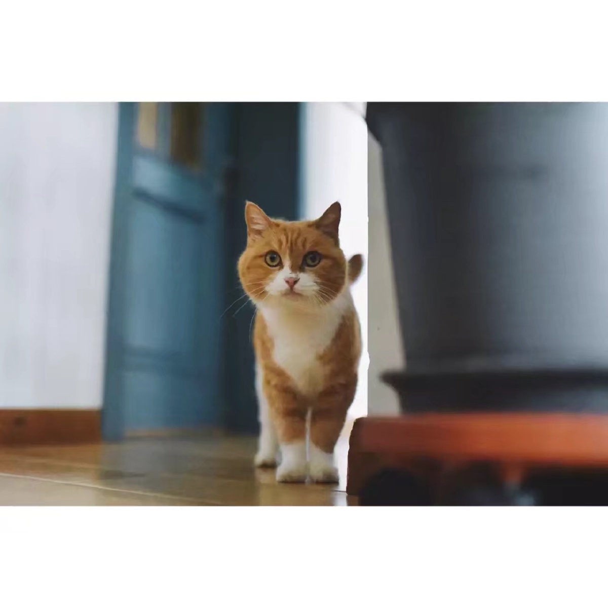 橘猫也有小可爱 - 是小能不是小熊 - 图虫网 - 最