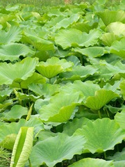 100_6178.JPG