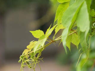 100_6071.JPG