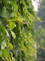 100_6075.JPG