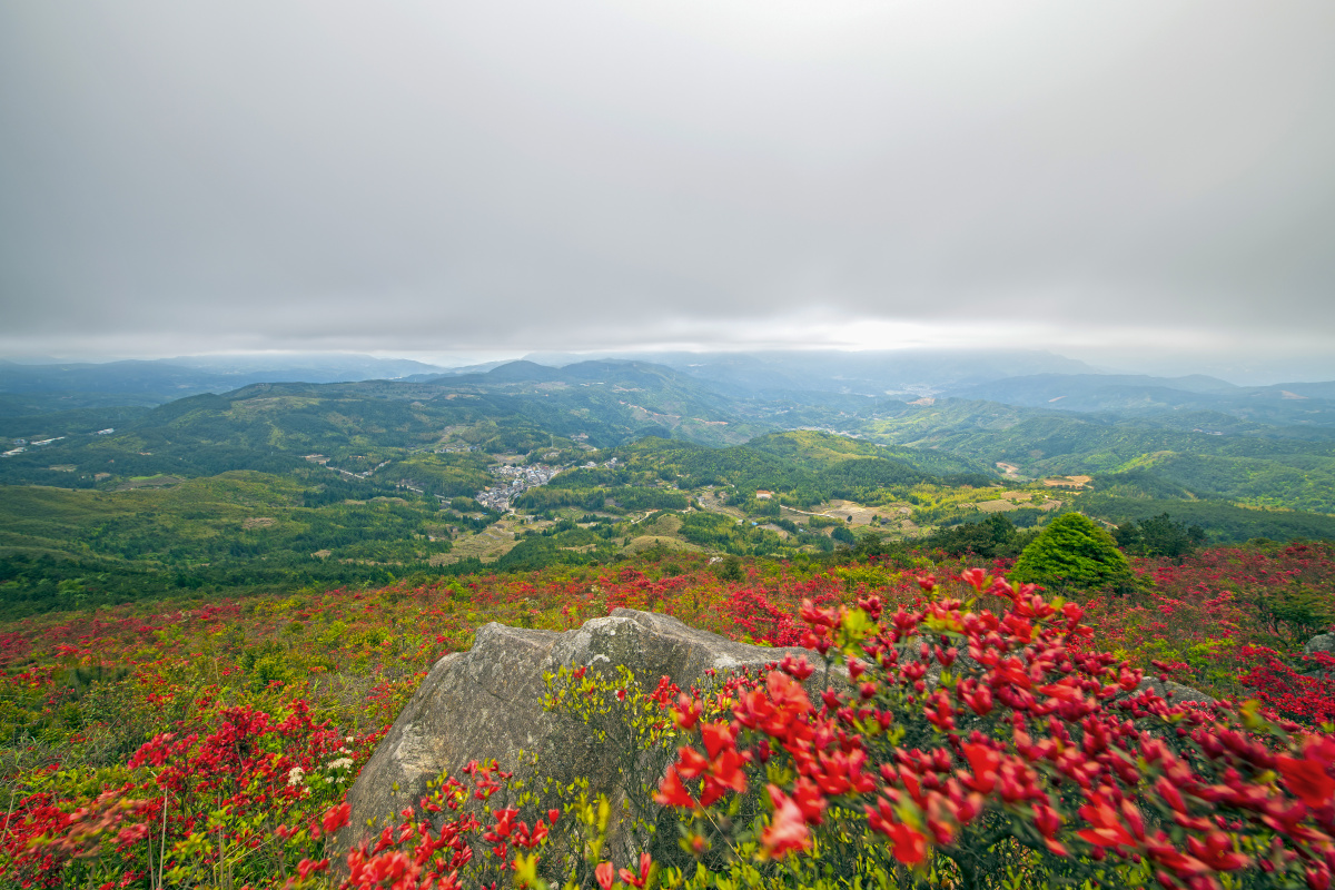 罗汉台杜鹃花 - 写意光影 - 图虫