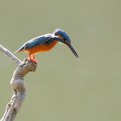 14079
