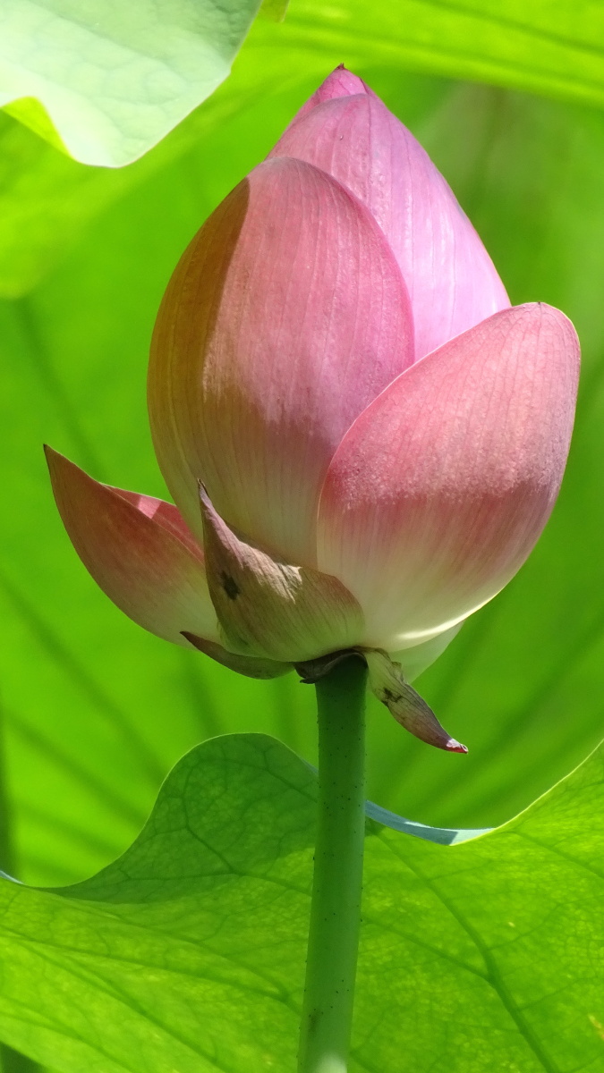 荷花蓓蕾 含苞待放 壁纸 - 辰夕design - 图虫