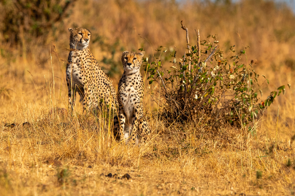 肯尼亚马赛马拉国家野生动物保护区闻名遐迩的五霸