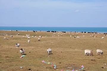 环青海湖 381.jpg