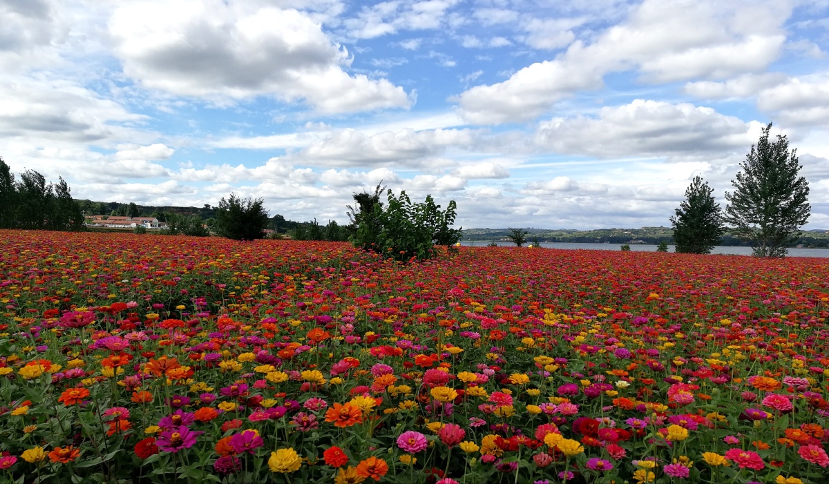 铺满鲜花的大地,远处美丽的村庄,天空浅蓝,白云朵朵,构成一幅油画般