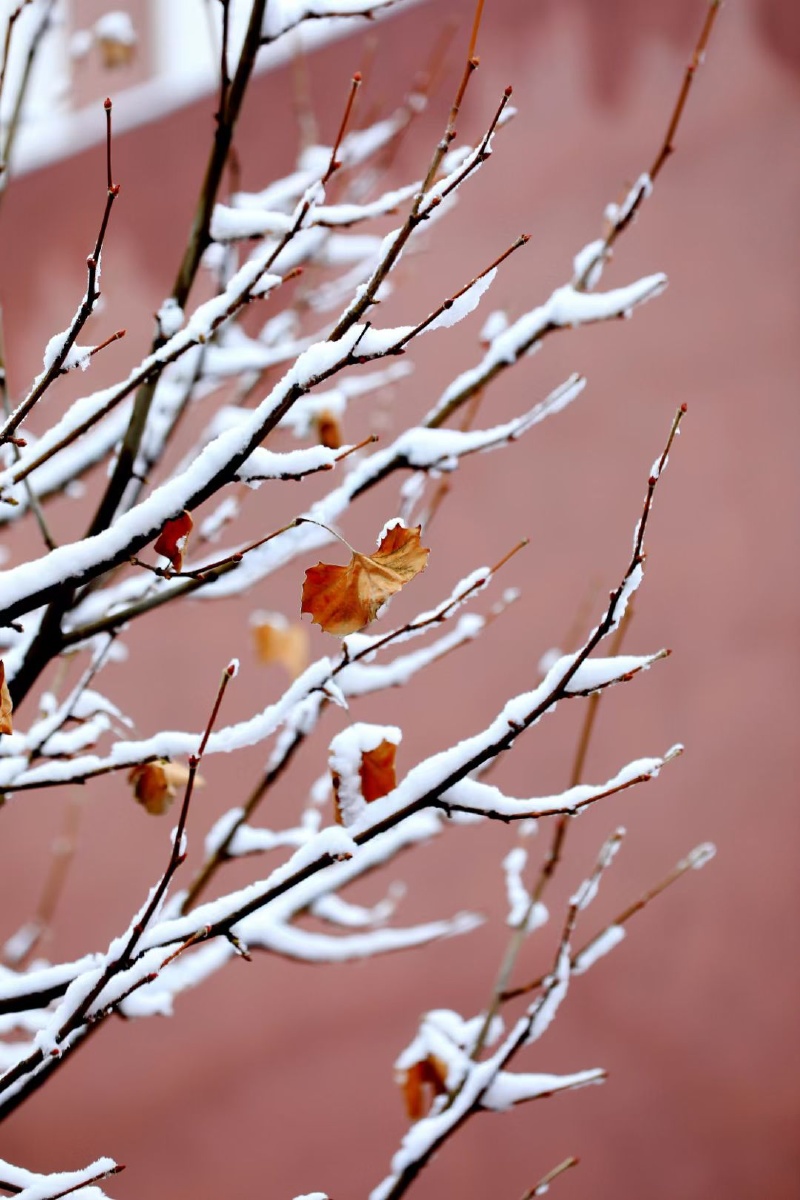 初雪染枝头冬雪裹大地